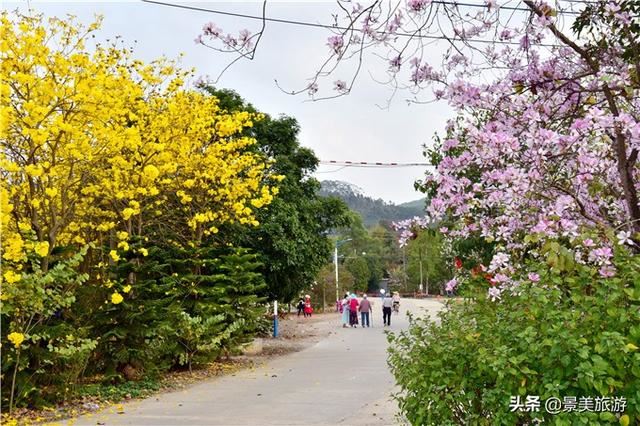 广州志惠农场千亩紫荆花开了，满山都是姹紫嫣红