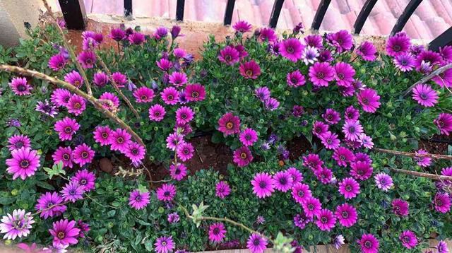 5种小菊花，花期长达半年，剪一剪开得更疯狂