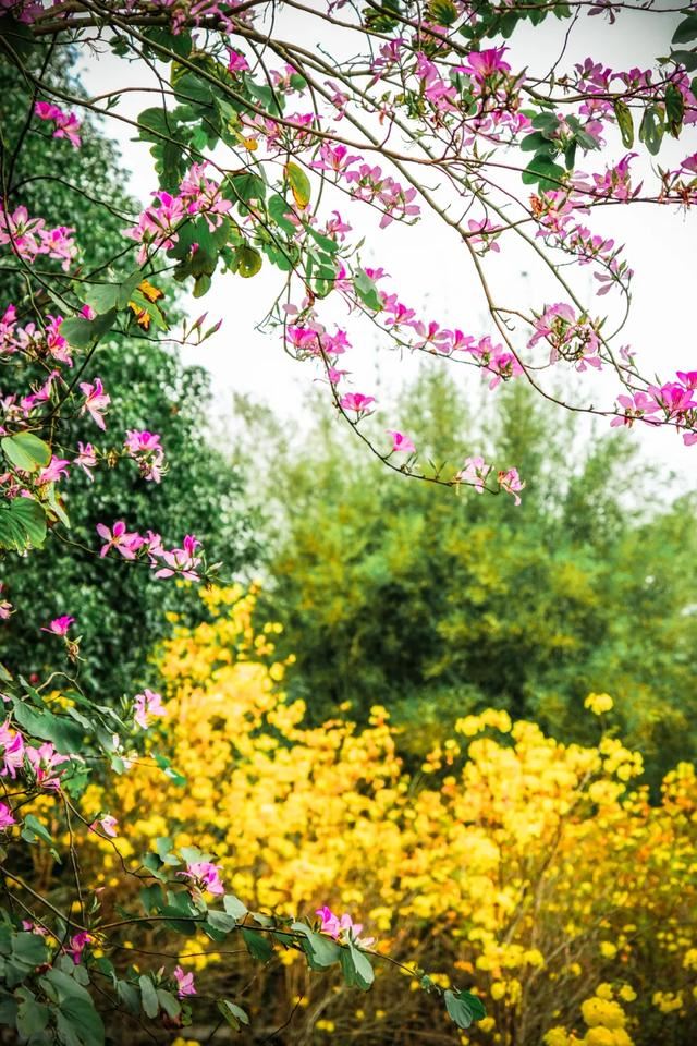 增城，一个被绿植、花海包围的地方！