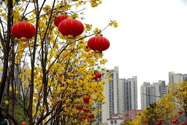 一树黄花，是风动，更是心动——与荔湾春光“云邂逅”