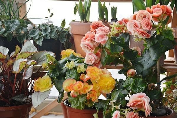 丽格海棠不好养，这么浇水，就能让它四季开花