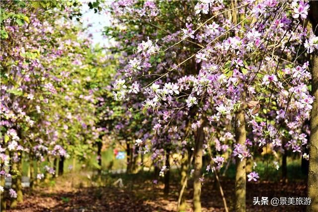 广州志惠农场千亩紫荆花开了，满山都是姹紫嫣红