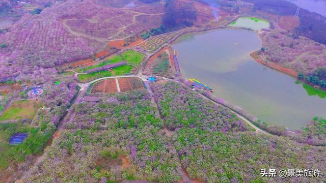 广州志惠农场千亩紫荆花开了，满山都是姹紫嫣红