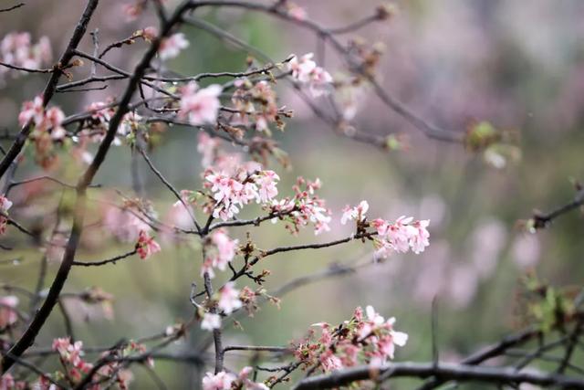 增城，一个被绿植、花海包围的地方！
