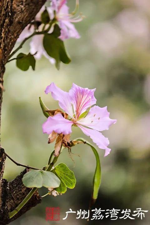 一树黄花，是风动，更是心动——与荔湾春光“云邂逅”