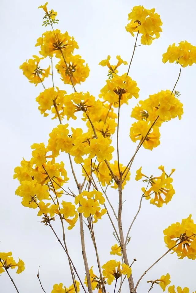 一树黄花，是风动，更是心动——与荔湾春光“云邂逅”