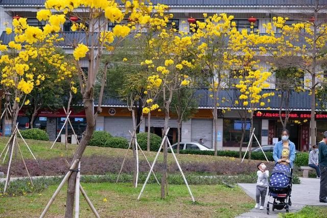 一树黄花，是风动，更是心动——与荔湾春光“云邂逅”