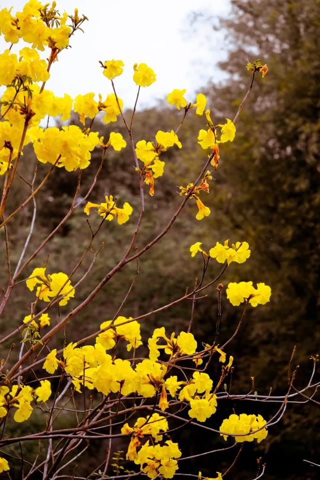 增城，一个被绿植、花海包围的地方！