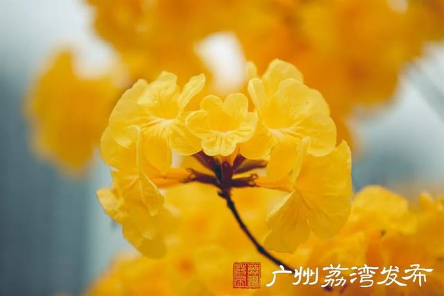 一树黄花，是风动，更是心动——与荔湾春光“云邂逅”