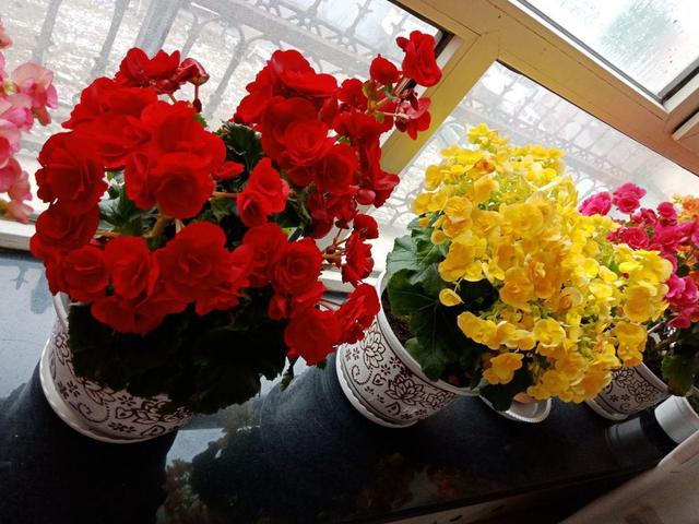 丽格海棠不好养，这么浇水，就能让它四季开花