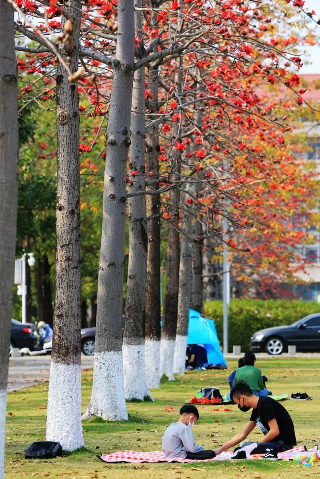 增城，一个被绿植、花海包围的地方！