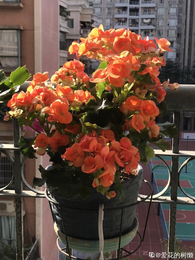 丽格海棠不好养，这么浇水，就能让它四季开花