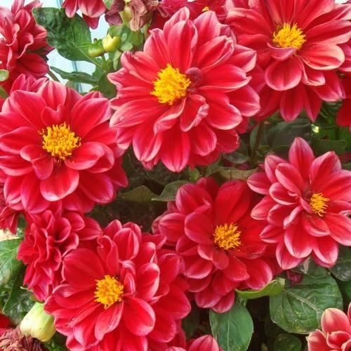 真想把家里所有的花盆都种上小丽花，太美了