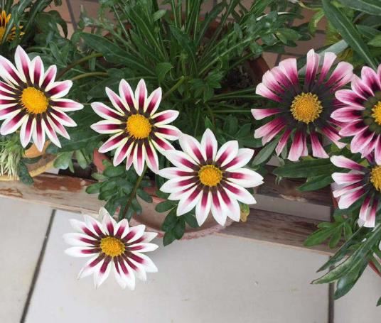 5种小菊花，花期长达半年，剪一剪开得更疯狂