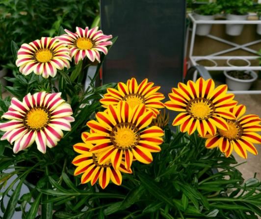 5种小菊花，花期长达半年，剪一剪开得更疯狂