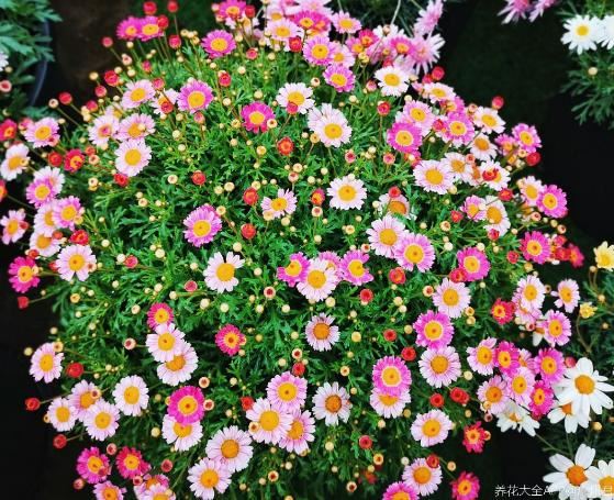 5种小菊花，花期长达半年，剪一剪开得更疯狂