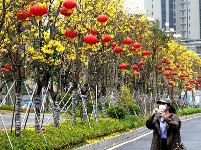 一树黄花，是风动，更是心动——与荔湾春光“云邂逅”