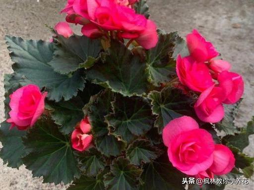 枝条脆的像玻璃！普通消费者！该如何养护，丽格海棠，这款花