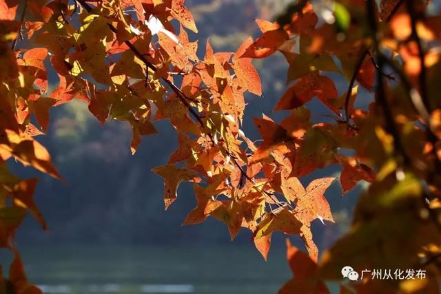 石门国家森林公园有着“广州香山”之称 石门国家森林公园有着“广州香山”之称
