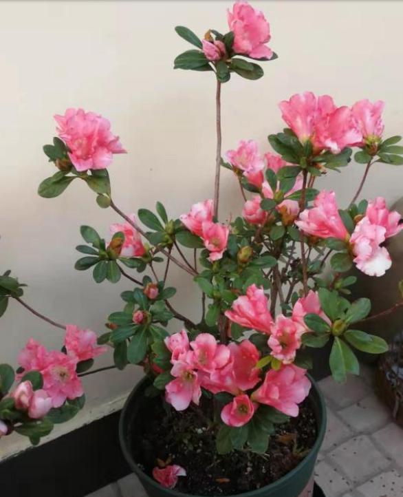 要开花的杜鹃花，一定要“这样做”，花苞不落，后期更好养