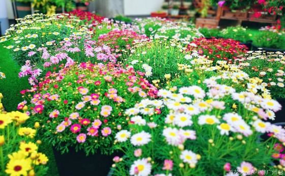 5种小菊花，花期长达半年，剪一剪开得更疯狂