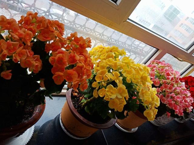 丽格海棠不好养，这么浇水，就能让它四季开花