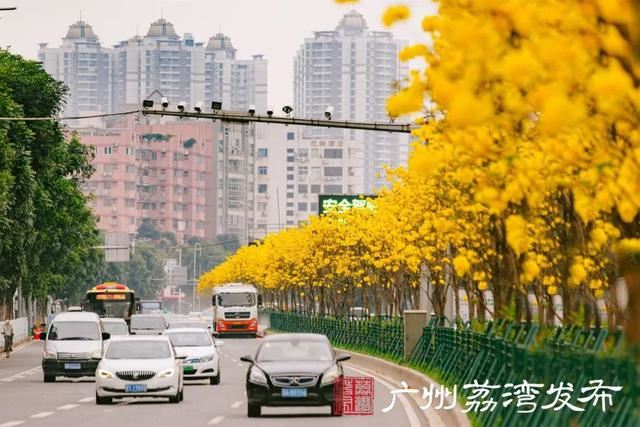 一树黄花，是风动，更是心动——与荔湾春光“云邂逅”