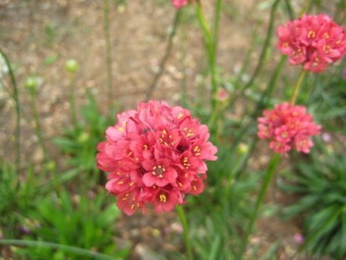 漂亮的海石竹，种一盆放在阳台可爱又清新，赶快试试吧