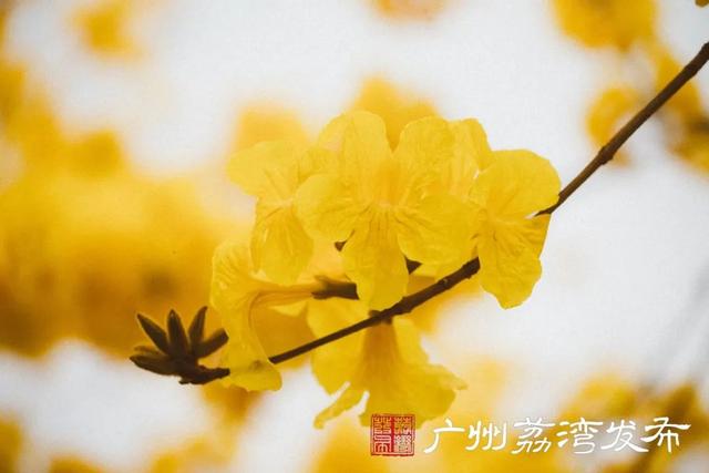 一树黄花，是风动，更是心动——与荔湾春光“云邂逅”