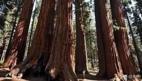 中国十大树之最