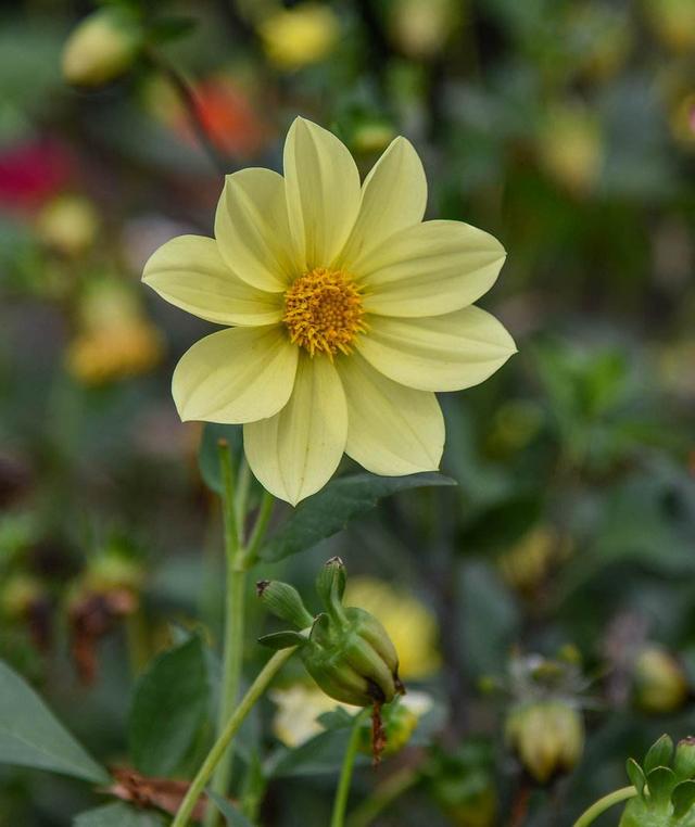 真想把家里所有的花盆都种上小丽花，太美了