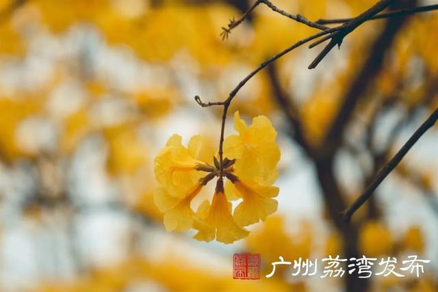 一树黄花，是风动，更是心动——与荔湾春光“云邂逅”