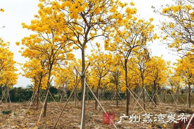 一树黄花，是风动，更是心动——与荔湾春光“云邂逅”