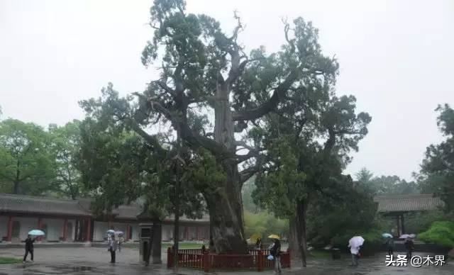 中国十大树之最