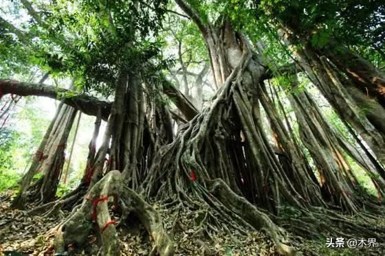 中国十大树之最