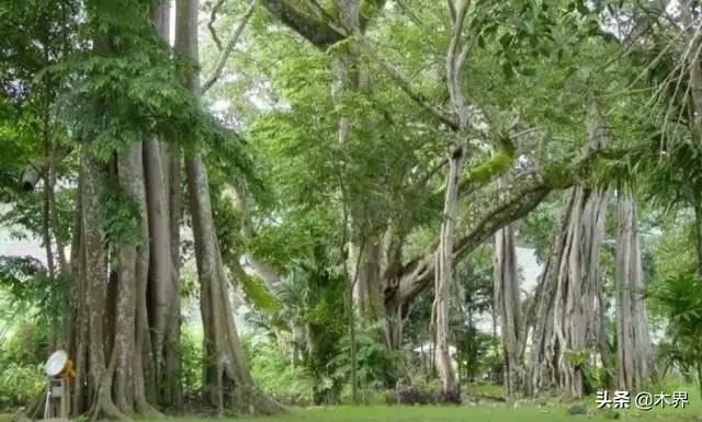 中国十大树之最
