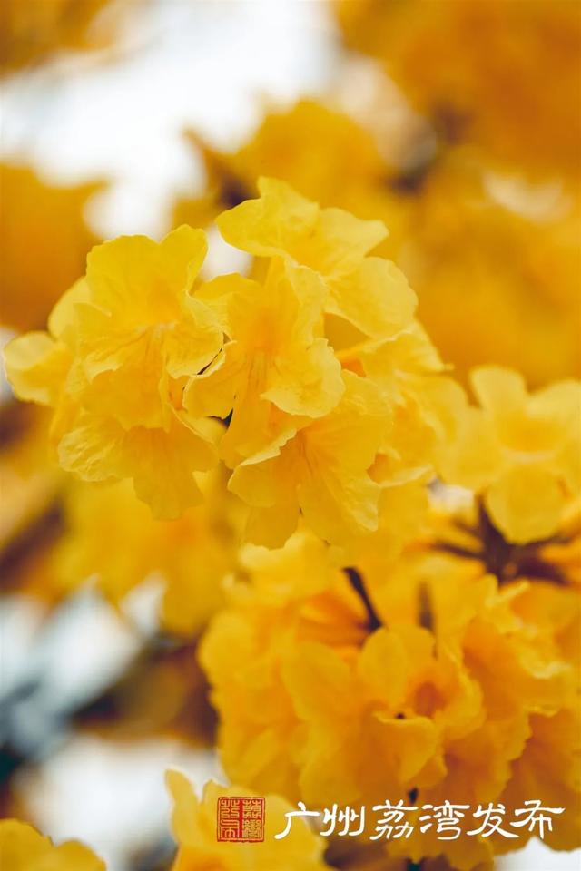 一树黄花，是风动，更是心动——与荔湾春光“云邂逅”