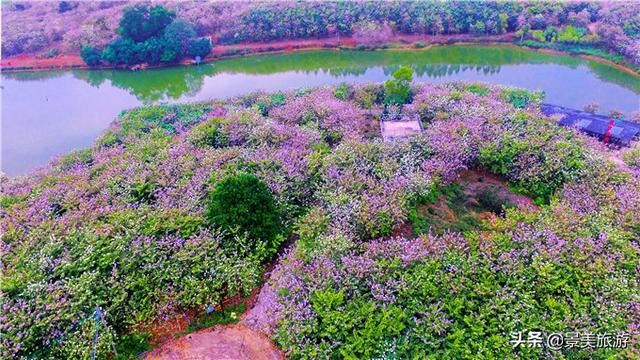 广州志惠农场千亩紫荆花开了，满山都是姹紫嫣红