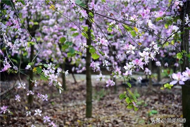 广州志惠农场千亩紫荆花开了，满山都是姹紫嫣红