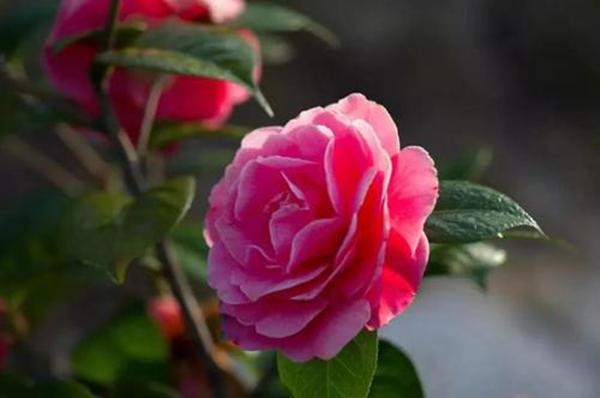 打造一盆专属茶花盆景,装饰性强独一无二,开花有个性 打造一盆专属茶花盆景,装饰性强独一无二,开花有个性