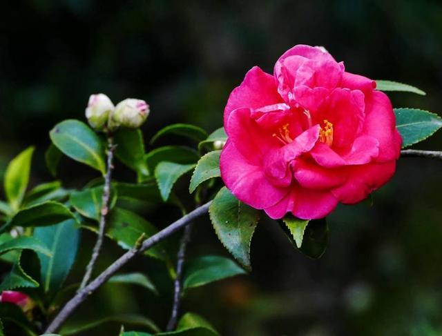 茶梅是茶花和梅花的结合体,过完年就可以种植,还能再开一茬 茶梅是茶花和梅花的结合体,过完年就可以种植,还能再开一茬