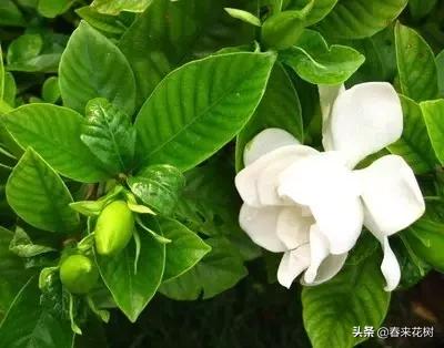 春暖花开,数百种开花植物图谱,你最喜欢哪些呢? 春暖花开,数百种开花植物图谱,你最喜欢哪些呢?