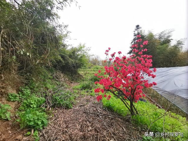 映山红种不活？这5个诀窍告诉你，再老的桩都能生根
