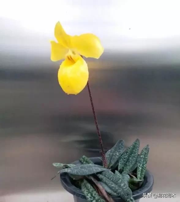 国家Ⅰ级濒危珍稀植物|杏黄兜兰的鉴赏及保护现状 国家Ⅰ级濒危珍稀植物|杏黄兜兰的鉴赏及保护现状