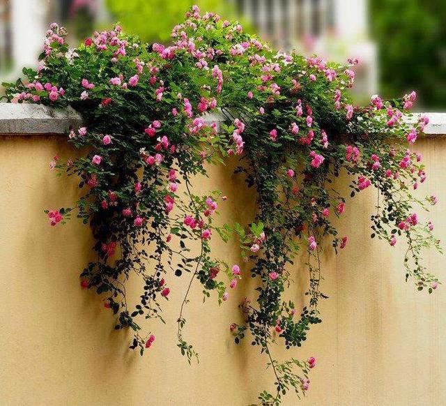 院子里种“3种花”,一棵开上千朵,花香浓郁,花多量大、常开花 院子里种“3种花”,一棵开上千朵,花香浓郁,花多量大、常开花