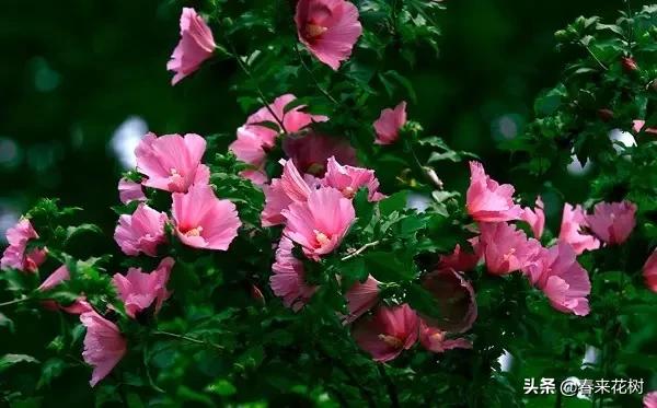 春暖花开,数百种开花植物图谱,你最喜欢哪些呢? 春暖花开,数百种开花植物图谱,你最喜欢哪些呢?