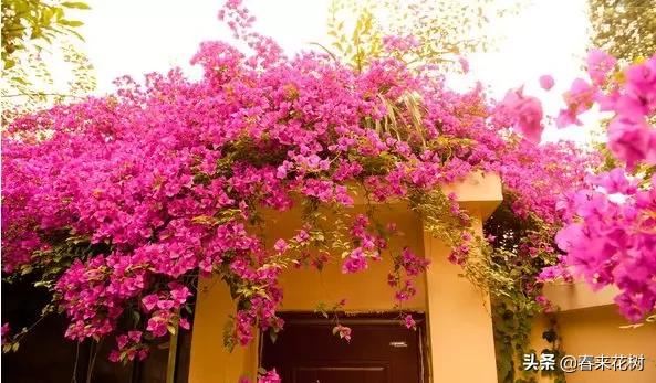 有些植物,一旦爬上了墙,就成了花海 有些植物,一旦爬上了墙,就成了花海