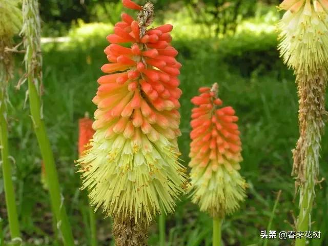 春暖花开,数百种开花植物图谱,你最喜欢哪些呢? 春暖花开,数百种开花植物图谱,你最喜欢哪些呢?