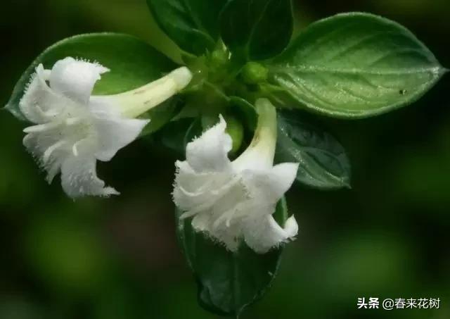 春暖花开,数百种开花植物图谱,你最喜欢哪些呢? 春暖花开,数百种开花植物图谱,你最喜欢哪些呢?