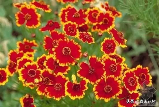 春暖花开,数百种开花植物图谱,你最喜欢哪些呢? 春暖花开,数百种开花植物图谱,你最喜欢哪些呢?